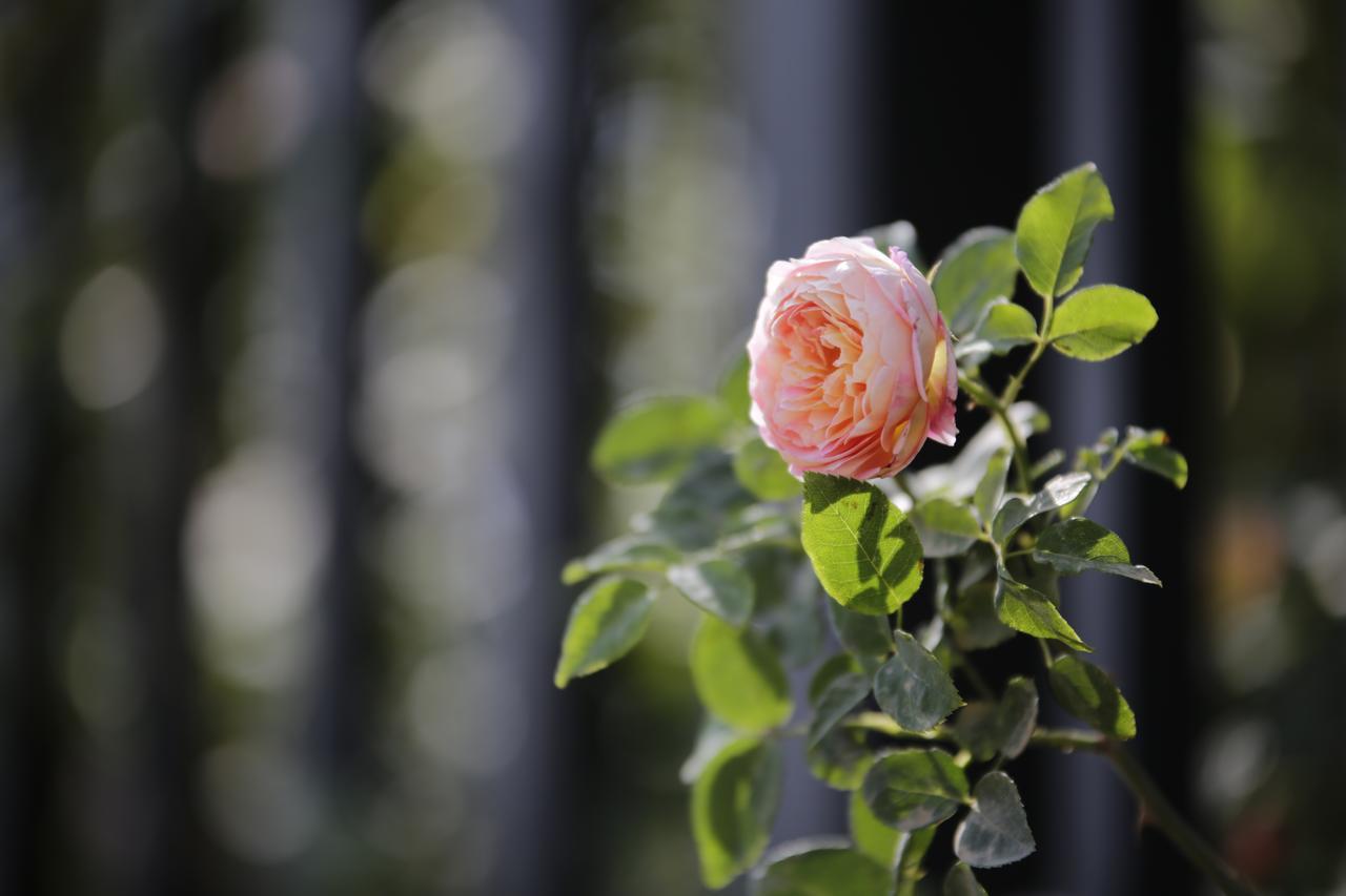 Howard Johnson Flower City Hotel 昆明 エクステリア 写真